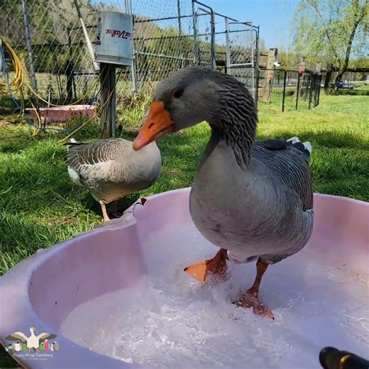 Splish splash, the ganders are taking a bath! 💦 🪿