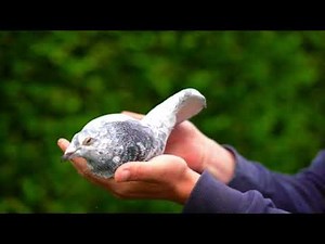 Grizzle Pigeon: Top 3 Pigeons in Auction at PIPA Pigeon Website .