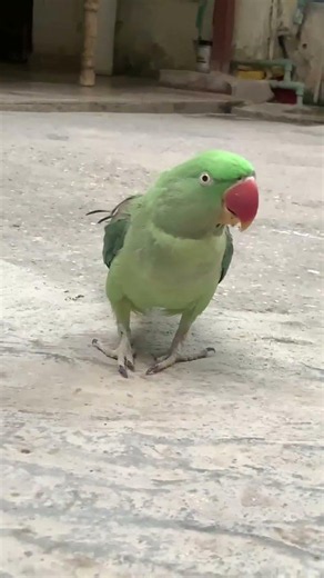 This Parrot Talks Like a Little Human #TalkingParrot #ParrotLovers #ParrotTalking #ViralVideo #birds