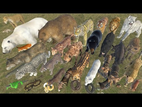 Land Carnivore Animal Weight Comparison | 3D Animation | Realistic World Data