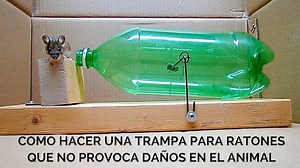 Cómo hacer una trampa para ratones que no provoca daños en el animal
