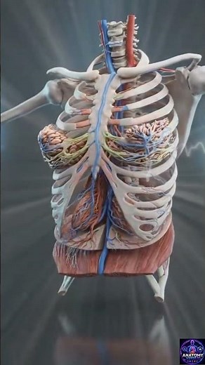 Female Breast Anatomy | Realistic Human Organ Visualization #BreastAnatomy #HumanBody #Medical