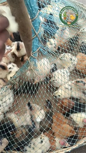 Mark on Instagram: "ફાર્મ હાઉસ માં આવી ગયા ટર્કી મુર્ગી નાં બચ્ચા 🦃 પરિચય કરાવો અમારા નવા 6 નનકડા ટર્કીના બચ્ચાં સાથે! 🦃✨ સ્થળ: ફાર્મ હોમ વ્લોગ 🏡 હજુ તો બતક અને બીજા પક્ષીઓ પણ આવવાના બાકી છે. જો તમને પક્ષીઓ અને ખેતી ગમતી હોય તો અમારી સાથે જોડાયેલા રહો! 👇 દેશીમોજ ટર્કીપાલન TrendingNow ViralVideo ExplorePage ગુજરાતીvlog FarmLife BackyardPoultry Farm Home Vlog Turkey Farming in Gujarat Turkey Chicks Farming Vlogs Gujarati Pet Lovers Gujarat Baby Turkey Care Duck Farming New Birds at Farm Raisin