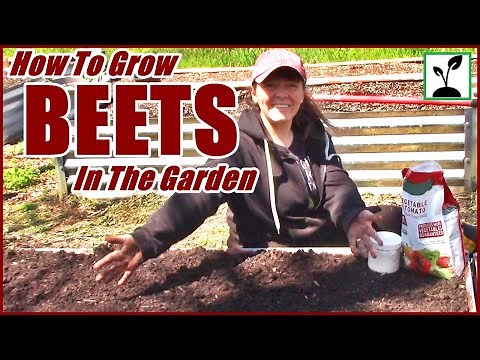 Planting Beets In The Raised Bed Garden ~ How To Grow Beets !
