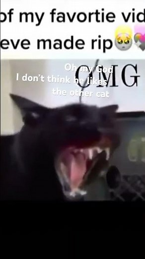 When this cat says you will die ￼￼
