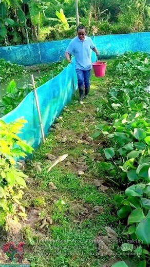 Effective green frog farming model at home #shorts