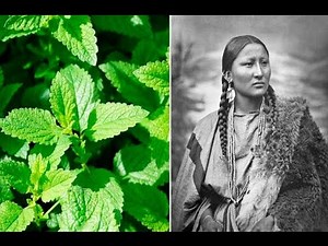 6 Plants Native Americans Use To Cure Everything