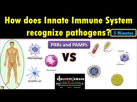 How does Innate Immune System recognize pathogens? How Macrophages recognize microbes?