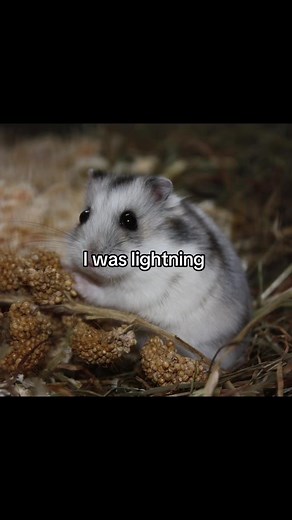 The Lightning Hamster Meme Explained