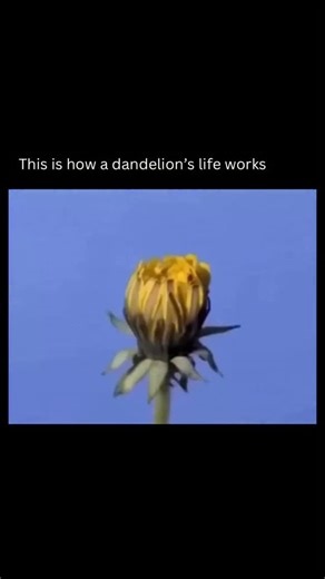Visual Spirits on Instagram: "A dandelion’s life begins with a single seed drifting on the wind until it finds a place to land. Once it settles into the soil, the plant grows a tight rosette of leaves close to the ground, soaking up sunlight while a deep taproot forms below the surface to store energy. When it’s ready, a hollow stem rises and opens into the familiar bright yellow flower. Over time, that flower transforms into a round puff of seeds, each one designed to float away and start the p