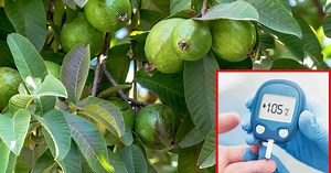 How to make guava leaf tea to naturally control blood sugar
