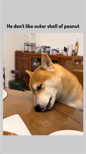 peanut #funnymemes #popular #viral #lol #tweetreels #dankmemes #peanut #doglove