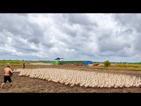 Ducks migrate to find new land: the largest outdoor duck farm in Vietnam