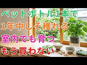 【もうしそは買わない】ペットボトルで1年中収穫できるシソの水耕栽培｜室内OK・冬も穫れる・今年こそ【家庭菜園】【水耕栽培】【初心者】