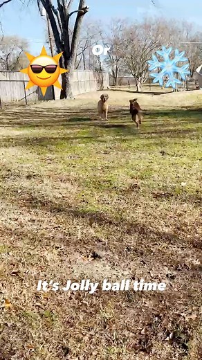 National Canine Cancer Foundation on Reels