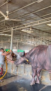 The royal bathing scene of the Jaffrabadi buffalo.🚿🐃 | Bull Barn Life