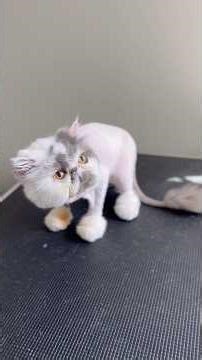 In-Home Cat Grooming in Jacksonville, FL 🐱✂️ | Full Pet Service Lion Cut Transformation 🙌