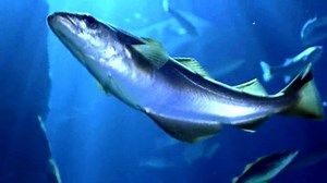 Habitats (clip compilation)