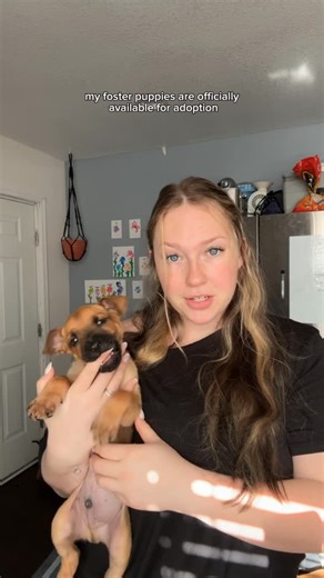 Laurel & Rob + lots of dogs on Instagram: "The puppies are available for adoption! You can apply at the link in my bio 💗 (just write whatever name you’re interested in where it says “other”) @sgt_canines To watch them find their forever homes, follow @mythologicaldogs #dogadoption #rescuedog #dogsofinstagram #puppylove #fosterpuppy"