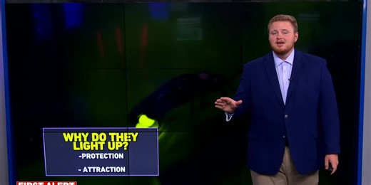 The illuminating science behind lightning bugs