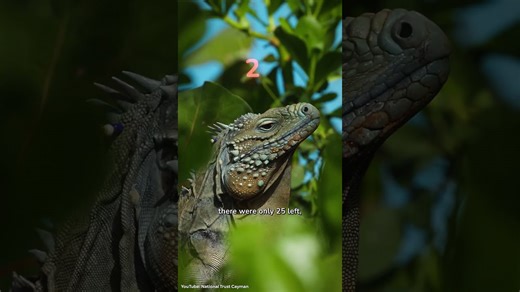 I found three animal stories that brighten my day!🐾