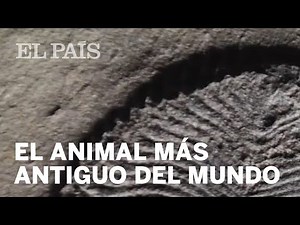 'DICKINSONIA', el animal MÁS ANTIGUO del mundo | Materia