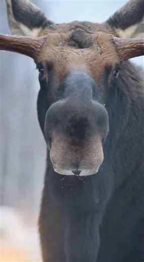 Giant Moose Showdown