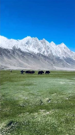 Habibi, Come to the Pamir