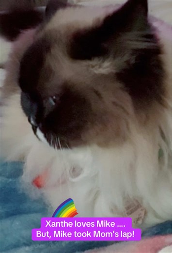 Xanthe loves Mike; … but Mike took mom’s lap! 😂😭 Xanthe’s face! Ohhh, Mike! You’re so cute! Xanthe, you’re such a diva #Ragdoll! 🤣💖😂 #rainbowparrotrescueflorida #ragdoll #africangrey #parrot Welcome to Rainbow Parrot Rescue Florida, Inc. www.rainbowparrotrescueflorida.org ! Based in Jacksonville, Florida; we are Florida‘s Premier, 501(c)(3) parrot & toucan, rescue, sanctuary, & educational organization! Be sure to visit our website today to find out how YOU can be a part of our cause, the e