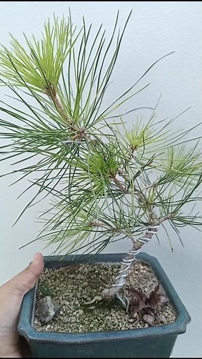Growing a #Bonsai from seed takes time but it's possible and rewarding 🌲👌🏻