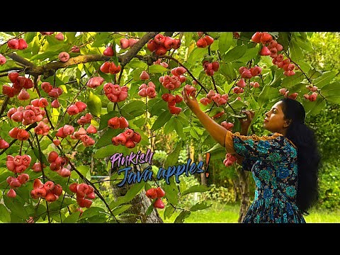 Java apples! as a jammy filler for my Custard cloud Pudding & made Pink Cordial too | Traditional Me