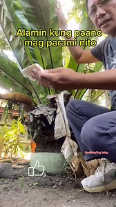 917K views · 10K reactions | Ang pag parami ng birdsnest plant #birdsnest #propagation #plantita #plantito #garden #gardeningtips #madiskartingtatay | Madiskarting Tatay | Facebook
