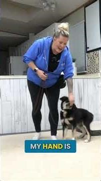 Why Your Puppy Jumps During Leash Training