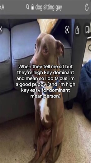 Understanding Dominance in a Fun Puppy Context