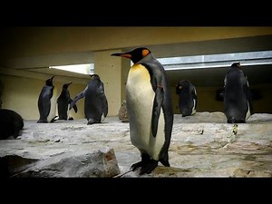 Königspinguin (Aptenodytes patagonicus) - King penguin