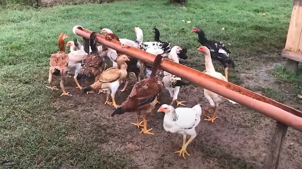 Modern Technology Transforming Poultry Farming for Maximum Growth