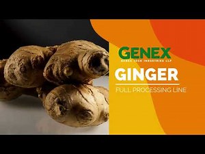 Ginger Dryer & Powder Processing Machine | Industrial Ginger Slicer & Dehydrator