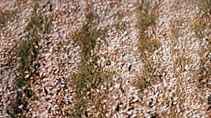 Wheat Grain Filtration, Close-up of the process of cleaning wheat grains at a grain processing plant