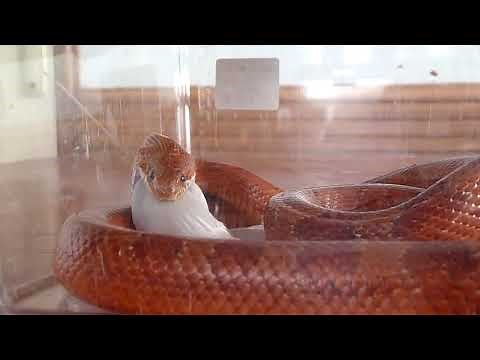 How snakes eat mice (Corn snake strikes mouse hard! ) How do snakes eat mice? How do snakes eat?