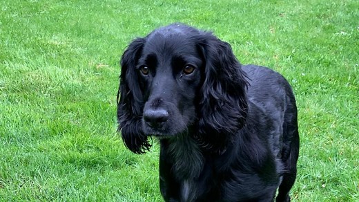 Is Your Dog Allergic to Grass? What You Need to Know