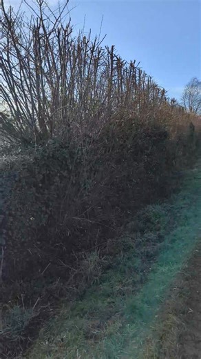 We prefer to give our hedges a light 'tickle' rather than a short back and sides. Better long-term hedge management and better for wildlife. #hedgetrimming | The Good Life Meat Company Ltd