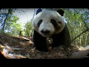 Panda Bear Marks Territory | Bears | BBC Earth