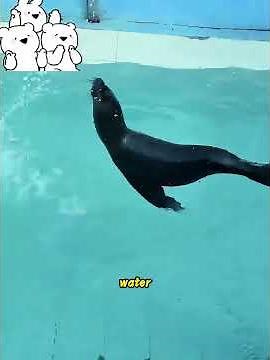 During the high-five, the trainer deliberately pushed Jenny into the water
