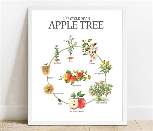 Apple Tree Life Cycle Poster: Homeschool Educational Print (digital Download) - Etsy