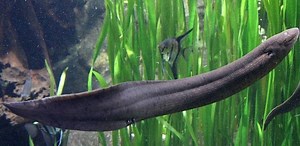 South American lungfish - Alchetron, the free social encyclopedia