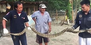 They force the four-meter python to vomit the rooster that had swallowed it (Video,  18)
