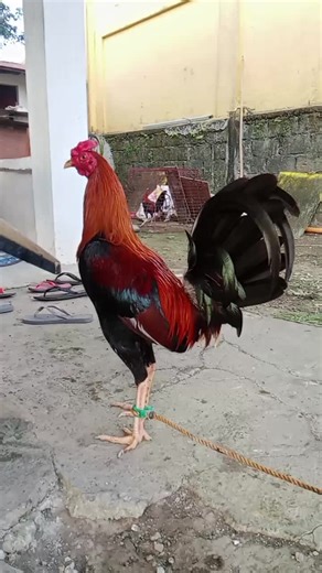 Lemon sweater 7months old #sabungero #kabreeder #kabackyard