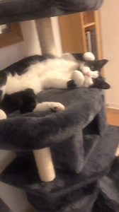 Merry & Pippin won’t stop meowing! #funny #catsoftiktok #cats #parody #originalsound #journey | Merry & Pippin