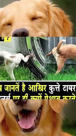 आखिर कुत्ता टायर ट्यूब पर ही पिशाब क्यू करते है!!#Hindifact #shorts #dogsfact