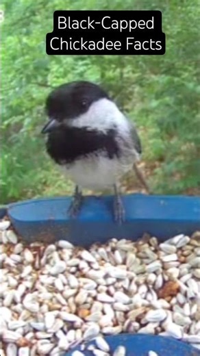 Black-capped Chickadee facts